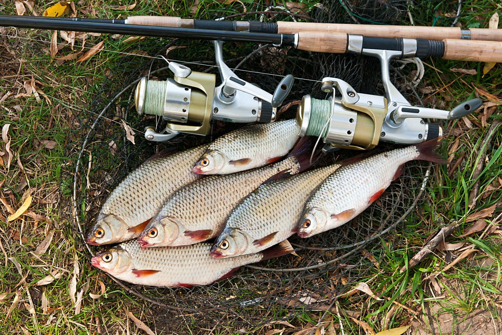 Poisson frais Courbevoie